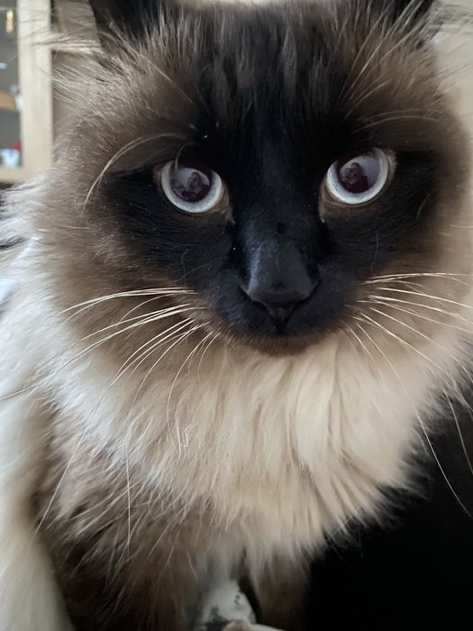 В’язка кота породи Невський Маскарадний
