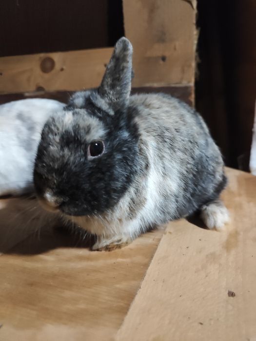 Piękne Króliki sprzedam