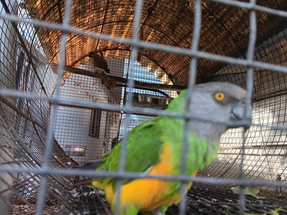 Papagaios  do Senegal