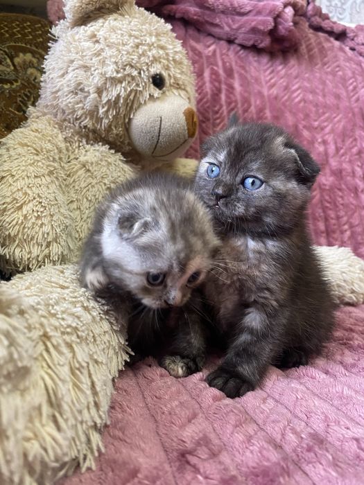 Шотландські весловухі кошенята