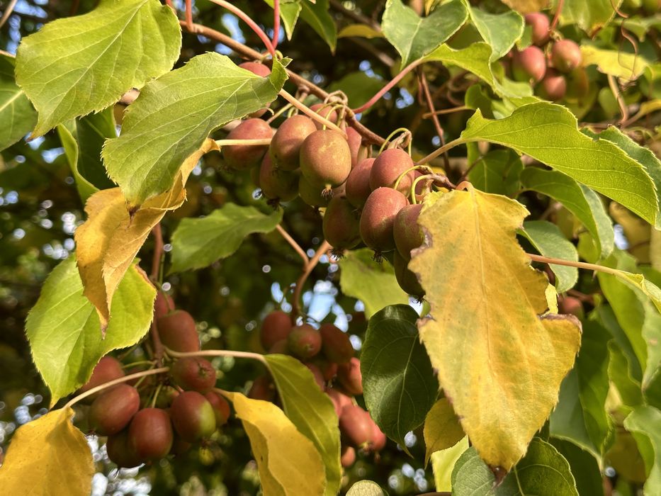 Актинідія 3 річна аргута. 14 цінних сортів!