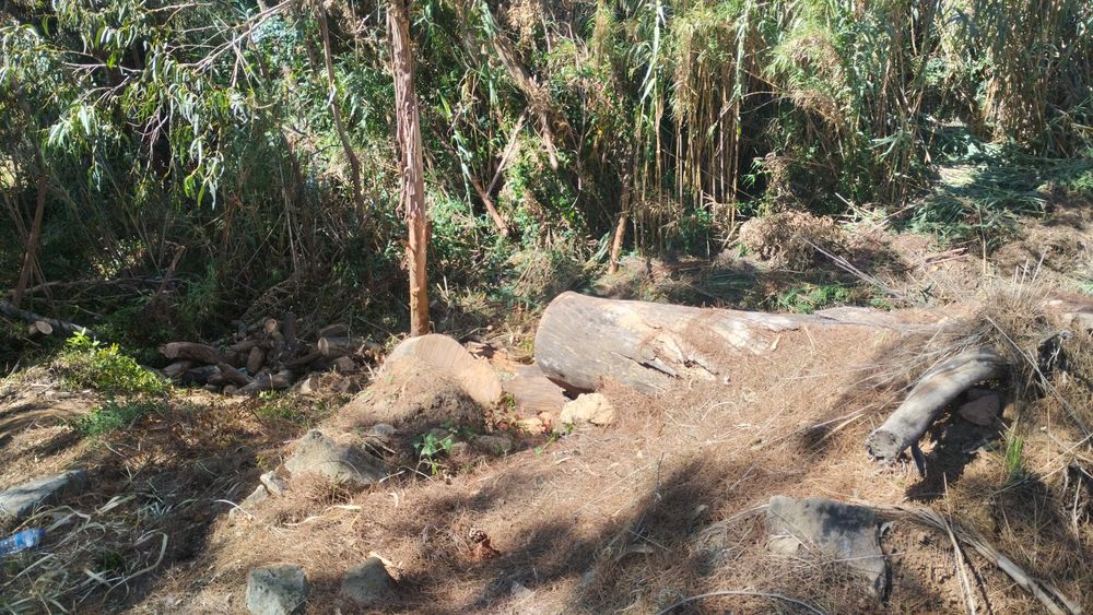 Limpeza de terreno e jardim
