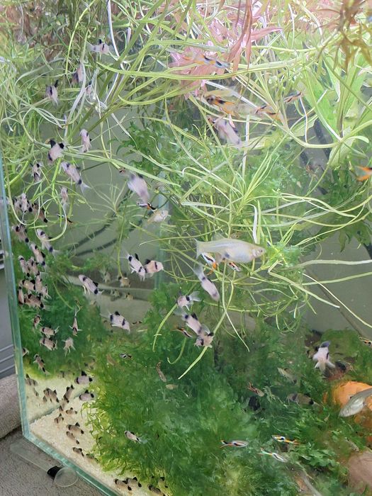 Kiryski Panda młode osobniki