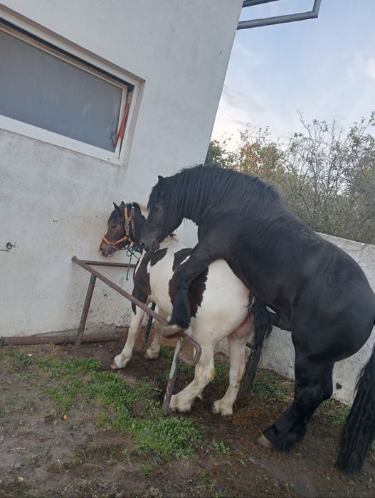 Konie na sprzedaz