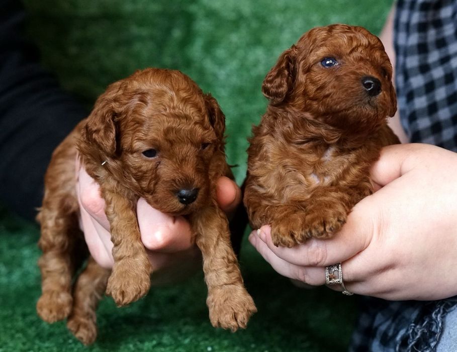 Справжні той пуделя доросла та цуценя .ціни різні