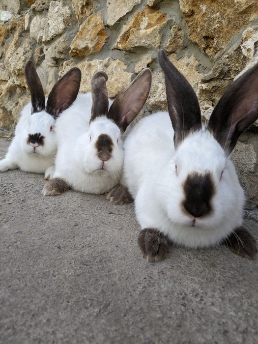 Кроликів хлопчики ,та дівчата