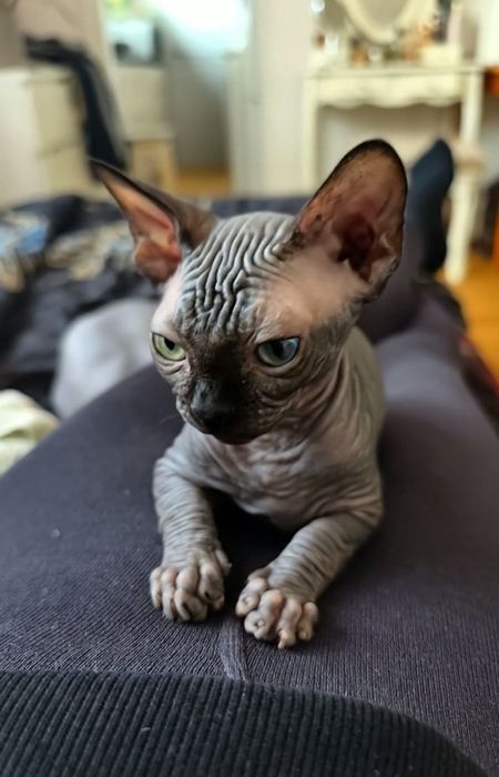 Кошенята від канадського сфінкса