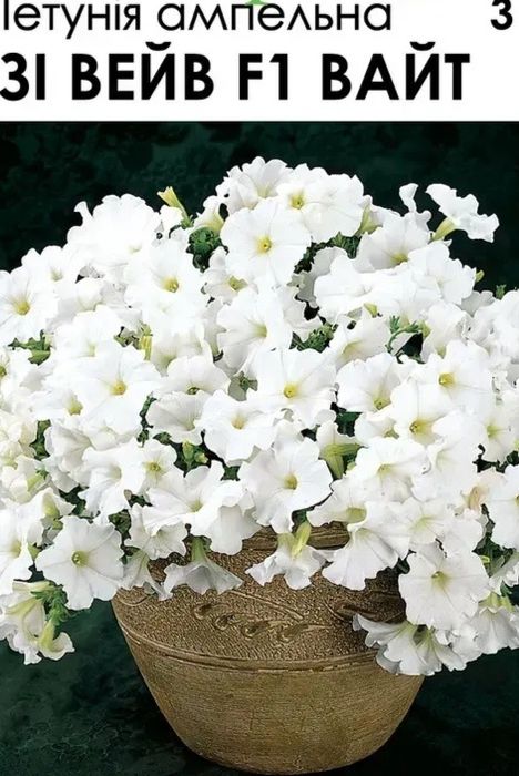 Насіння ампельної і кущової пітунії