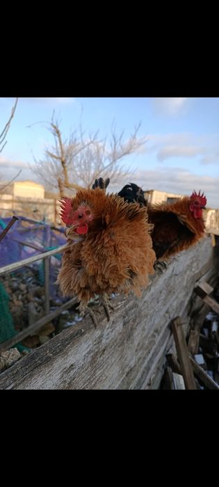 Продам инкубационные яйцо курочек бентамочек