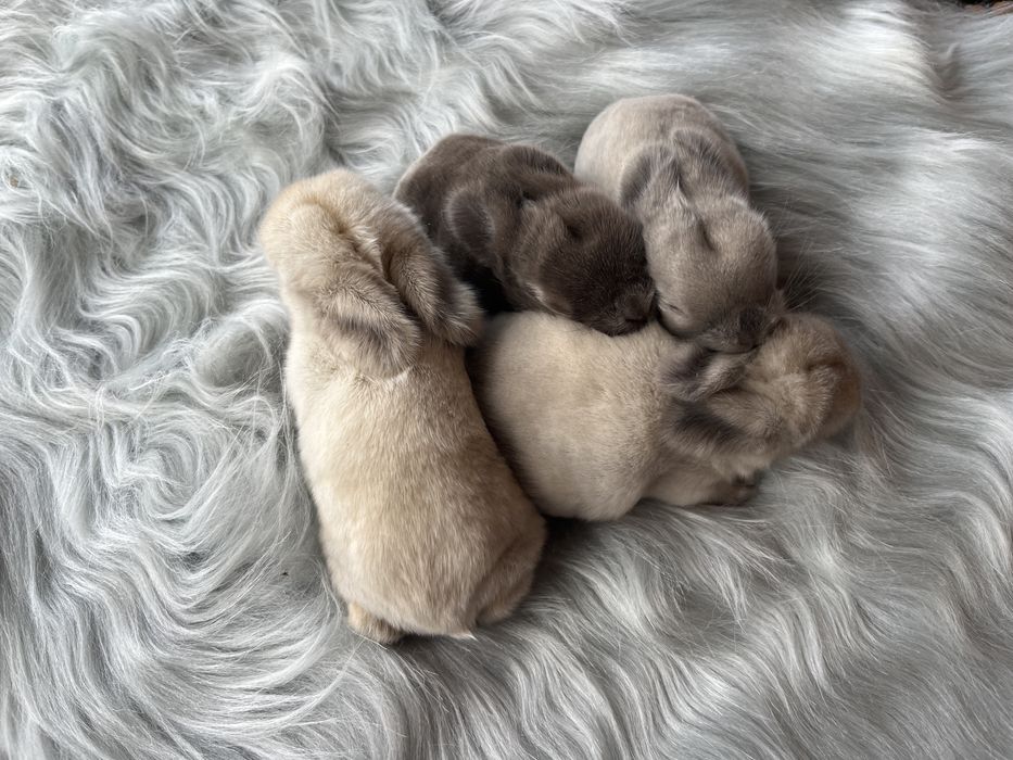 Karzełek Baranek/Mini Lop - Rodowód/Metryka Królik Króliki