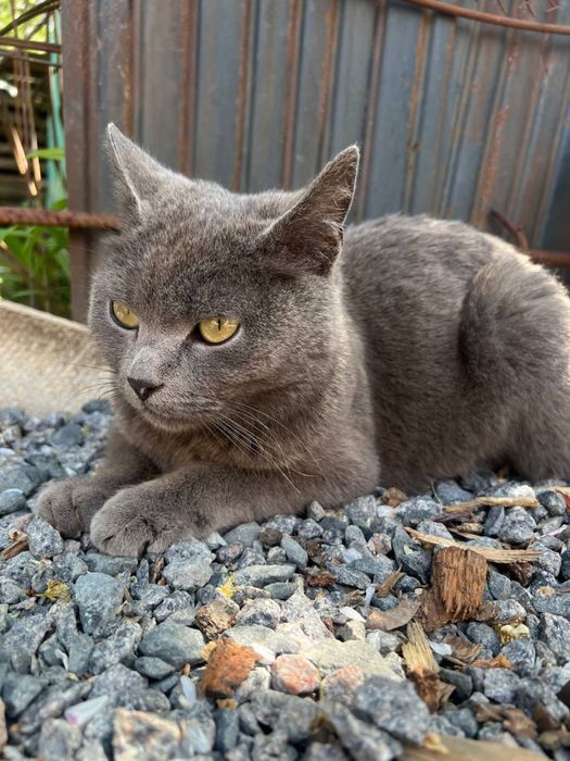 Кошенятя. Котята. Безкоштовно. Харків. Солоницівка