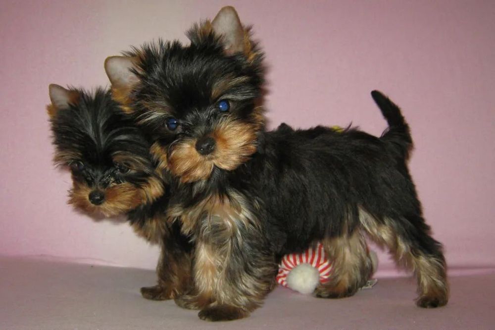 Цуценята породи йоркширський тер'єр, дівчатка і хлопчики