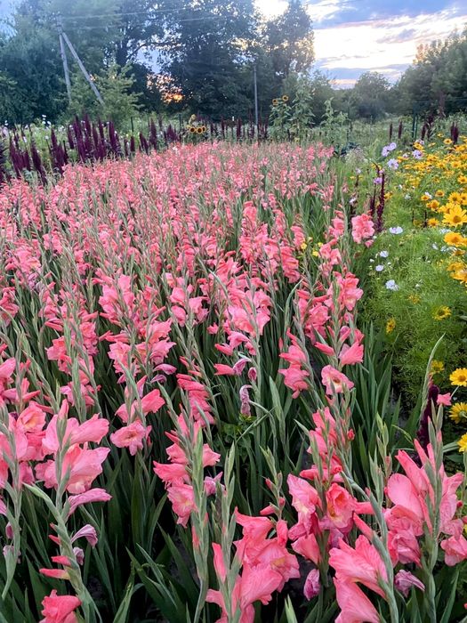 Гладіолус, гладіолуси, цибулина, квіти, косарик, косарик.