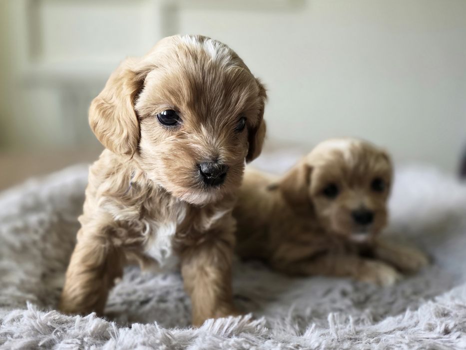 Maltipoo piesek hybryda pudel toy maltańczyk