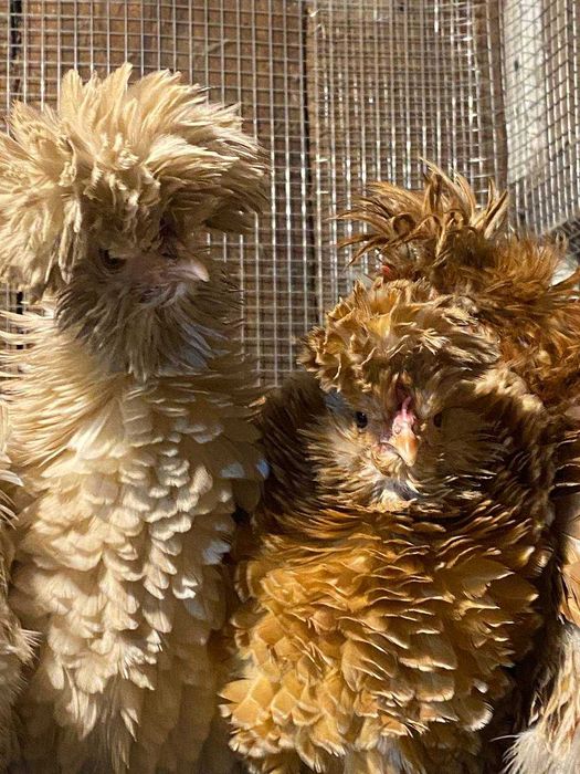 Інкубаційні яйця Падуан Шамоа курчавий (фрізлі)