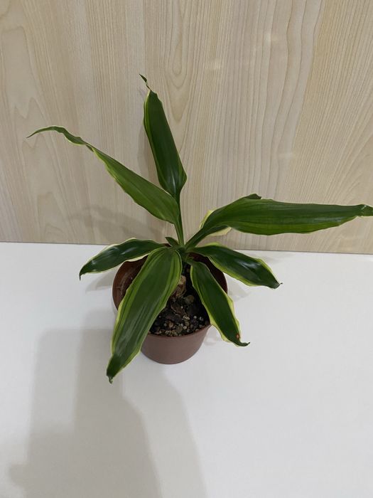 Planta Pau d’Água | Dracaena fragrans