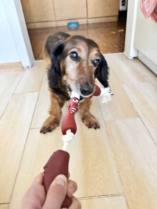 Іграшка-потягушка для собак.іграшка сосиска .Іграшка сосиска собаці