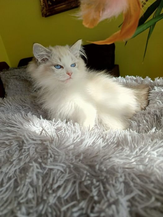 Kocurek Ragdoll, Międzynarodowy Rodowód FPL