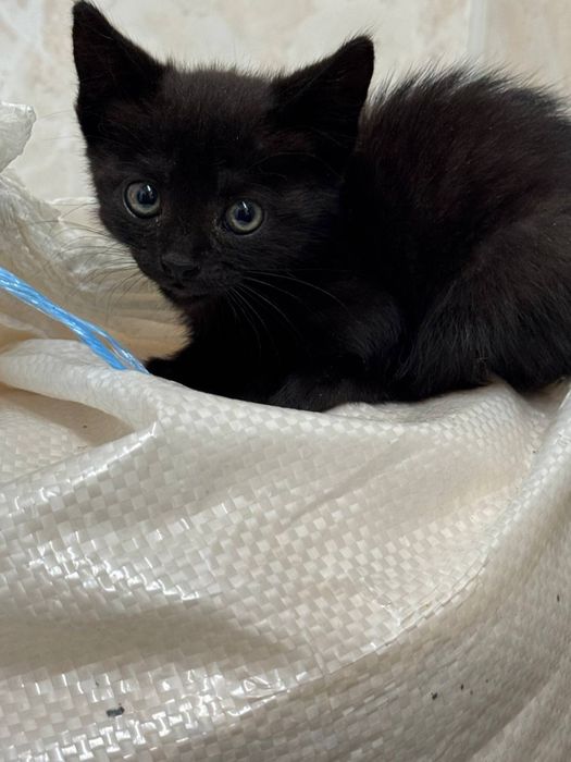 Котята в поисках дома
