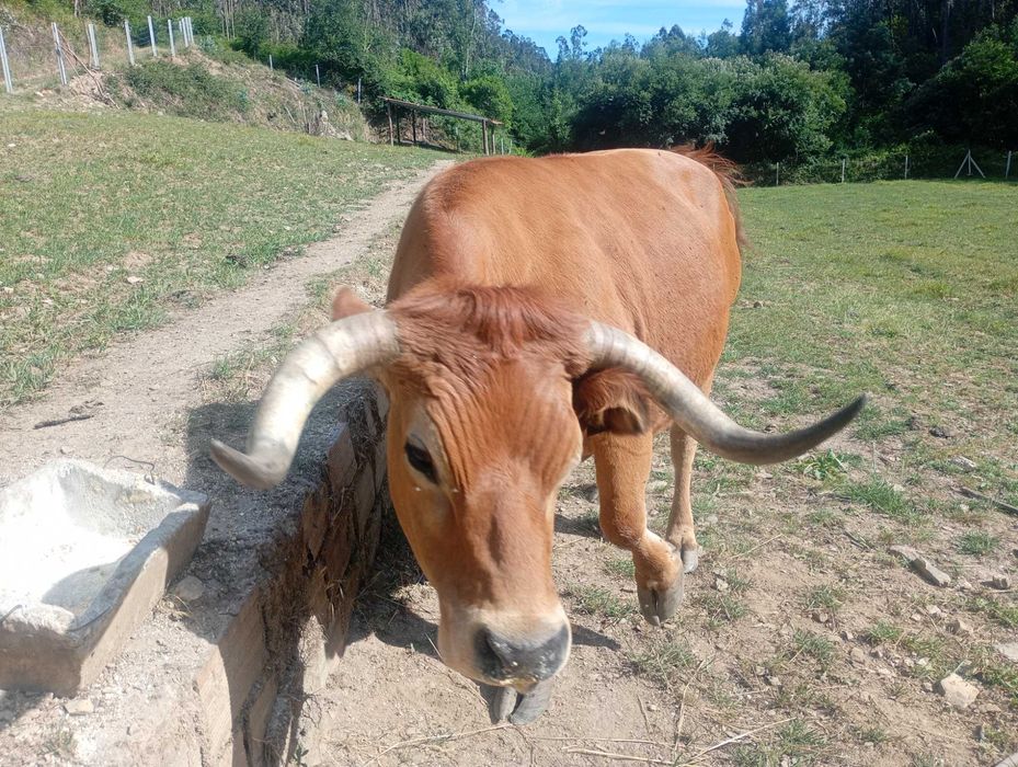 Vaca arouquesa registada