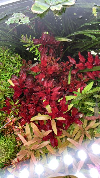 Ludwigia Super Red