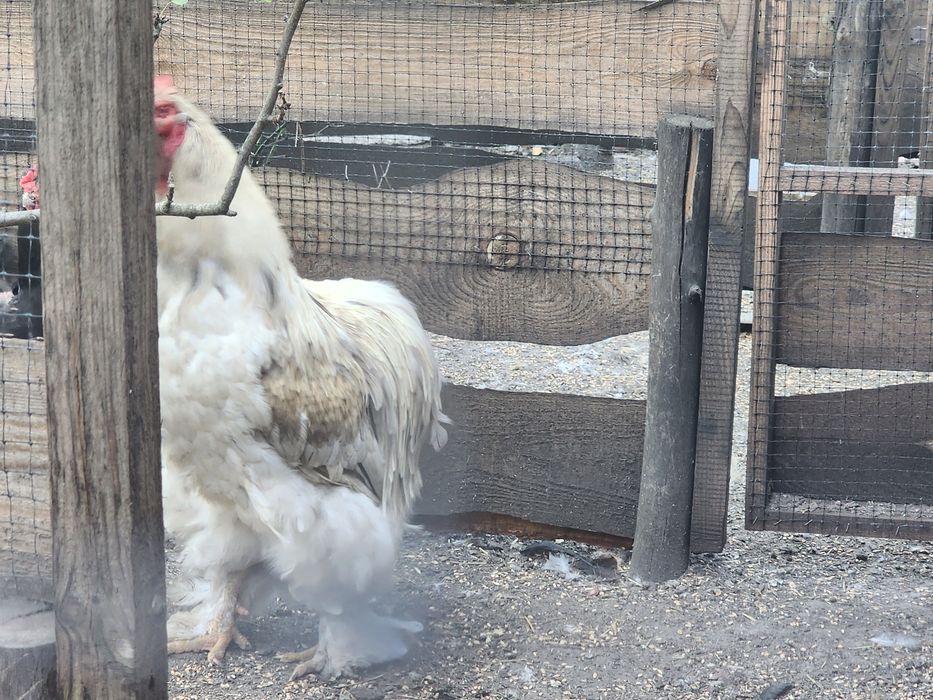 Кохінхін півень 2 роки