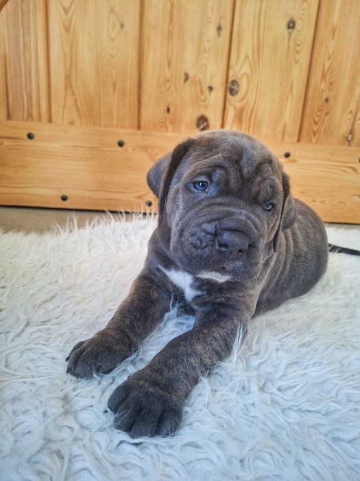 Cane Corso Italiano ZKwP/FCI o.Wrocław