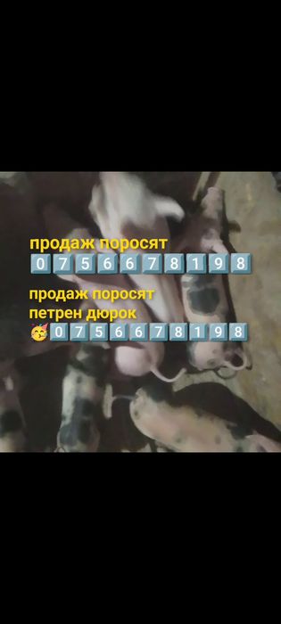 Дюрок+велика біла+петрен