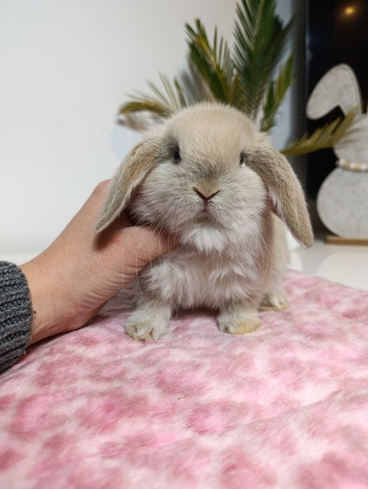 Królik króliczek mini lop hodowla zarejestrowana