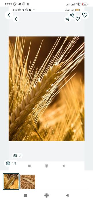 Продається пшениця урожай 2025 рік.