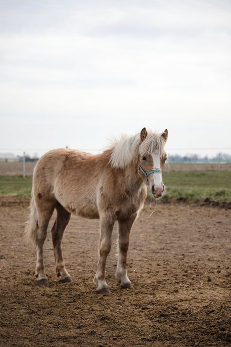 Ogierek haflinger