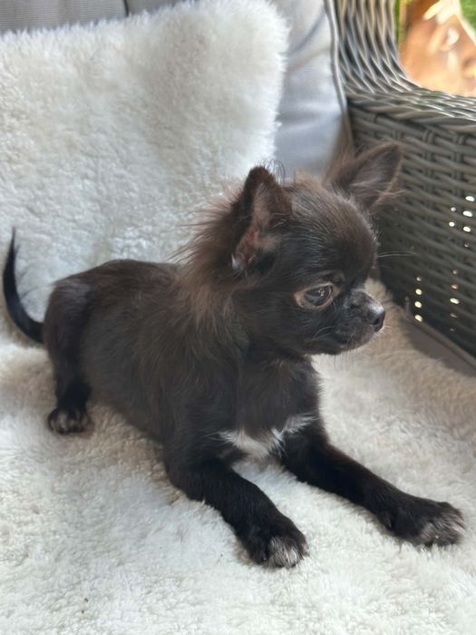 Cudowny chlopiec Chihuahua  dlugowlosy