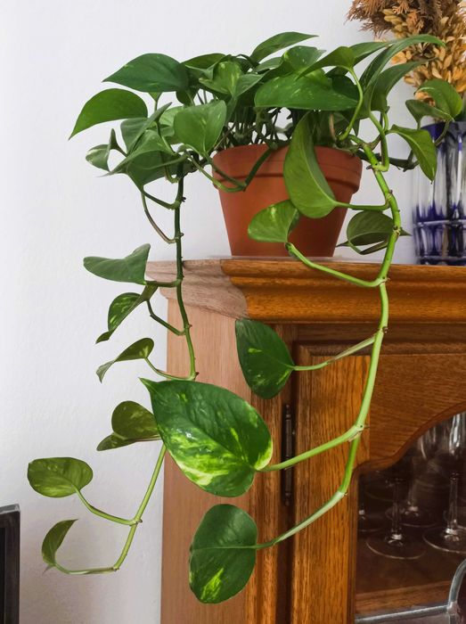 OBNIŻKA! epipremnum   palma scindapsus trebie zielistka