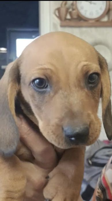 Супер ціна , поспішіть!!! Залишився хлопчик і дівчинка такса.