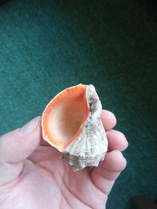 Ракушка морская целая