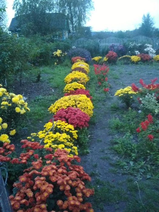 Продам різні багаторічні квіти та декоративні рослини,