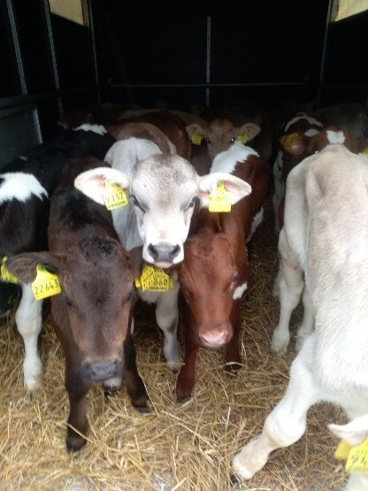 Byki miesne Suchowola