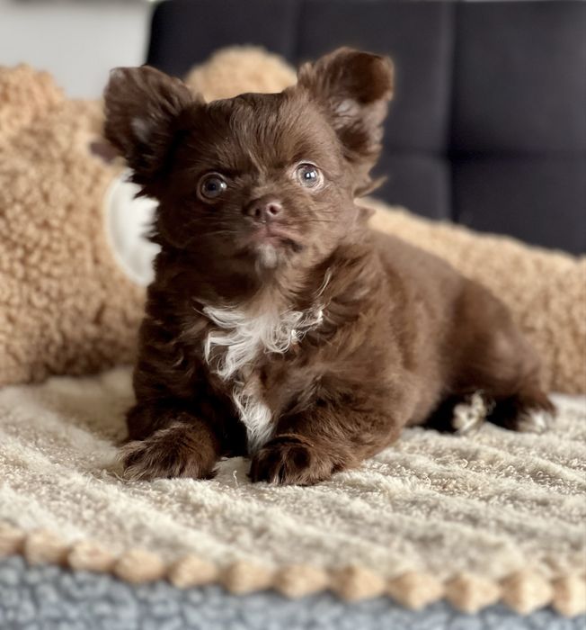 Gotowy do odbioru***Chihuahua Cudowny długowłosy chłopczyk***