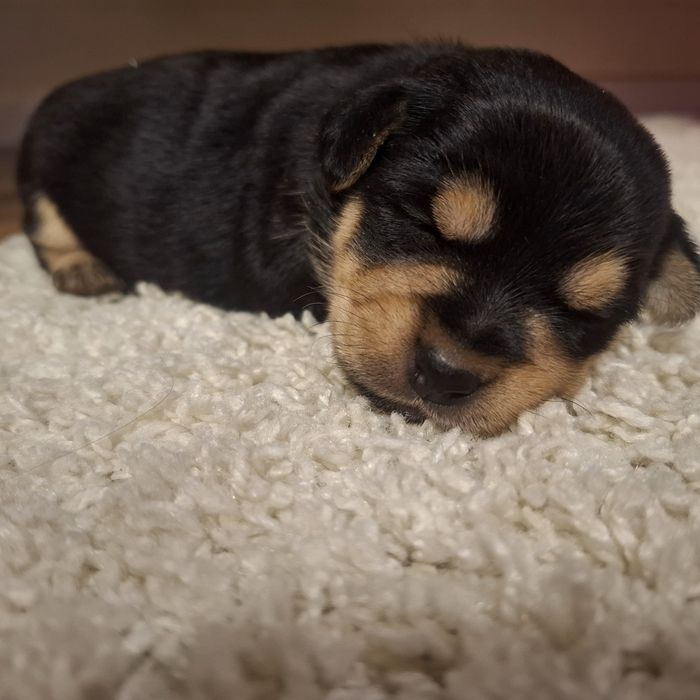 Тварини  в добрі руки