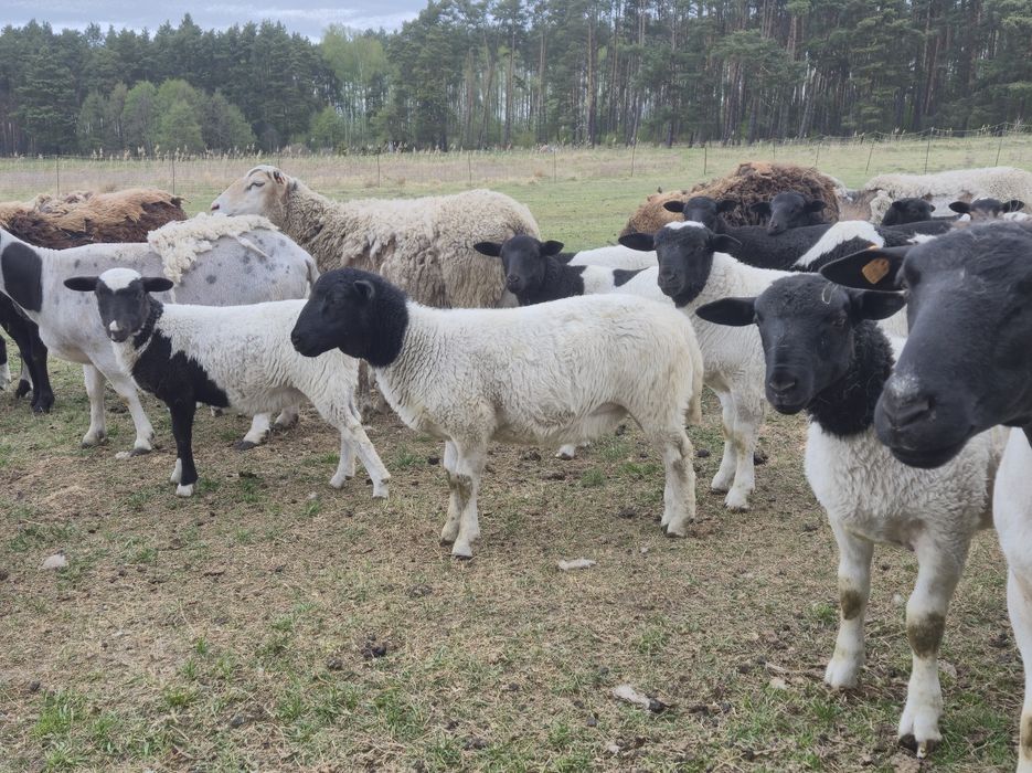 Jagnięta mięsne dorper