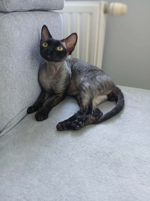 Reproduktor devon rex