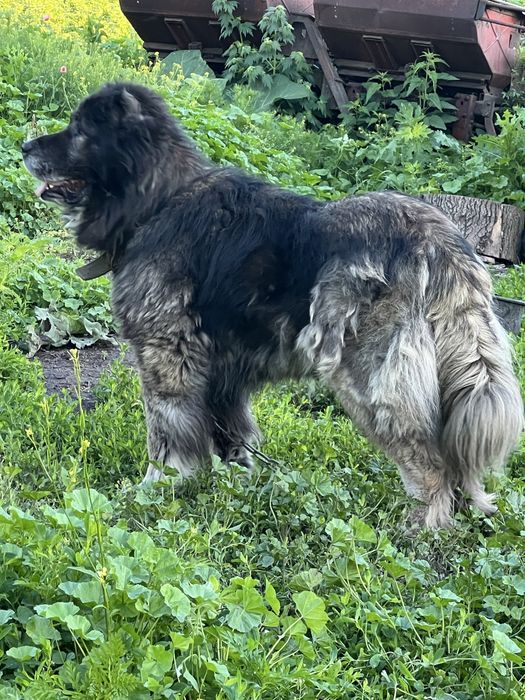 Продається самець кавказької вівчарки