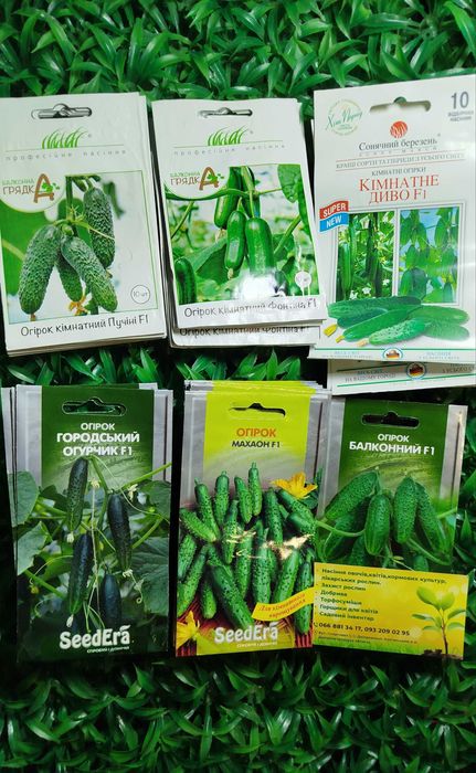 Насінння кімнатних Огірок Томат Перець Зелень Баклажан Квіти мікрозеле