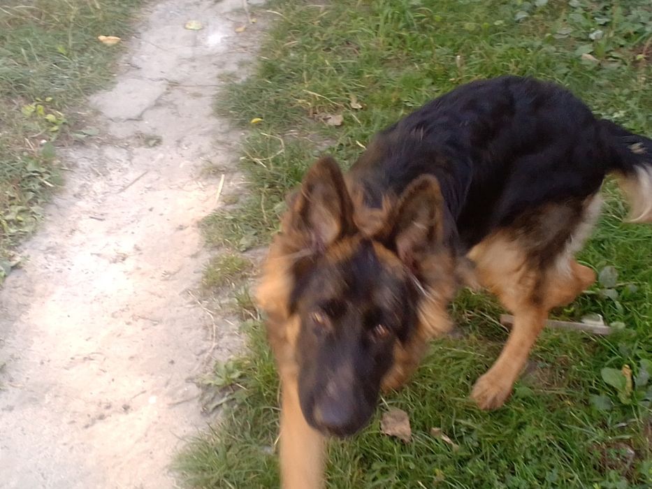 Німецька вівчарка