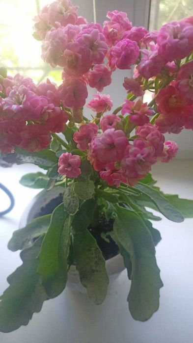 Каланхое Блоссфельда