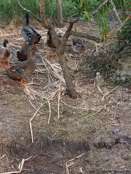 Patos Rouen (casal)