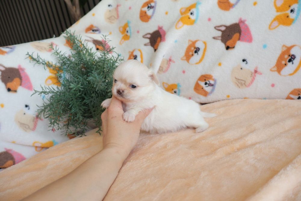 Chihuahua .Mini. Menino .Cabeça de maçã. Pēlo longo