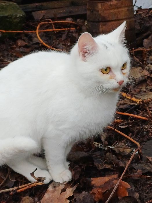 Кошенята і кішка в добрі руки