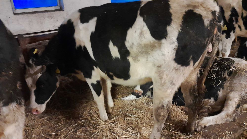 Jałówki wysokocielne