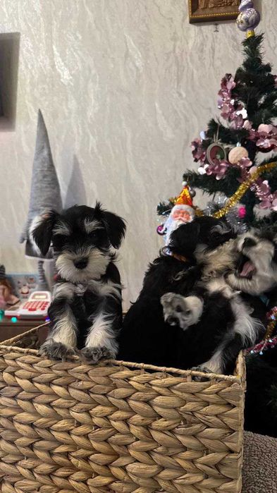 Цуцик Цвергшнауцер